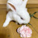 hona_chan