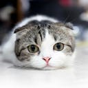 qiiChan