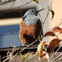 michio_birder