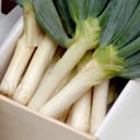 Negi-jume