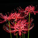 Lycoris_radiata