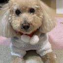 toypoo