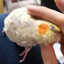 akurobit