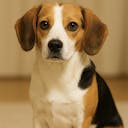 Mikeinu