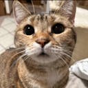 nya__str