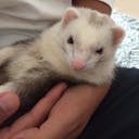 potimoto