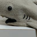Requin