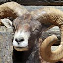 Mouflon_127000