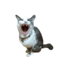 Hidenori